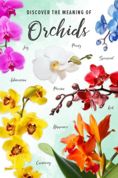 orchid meanjng|meaning of orchids and colors.